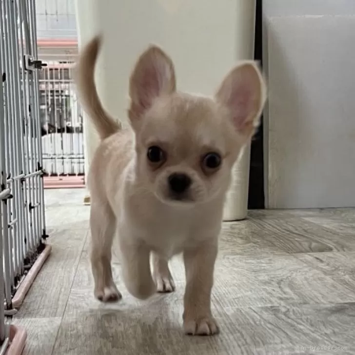 ID：2405-05074の子犬
