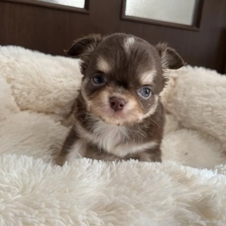 ID:2301-04968の子犬