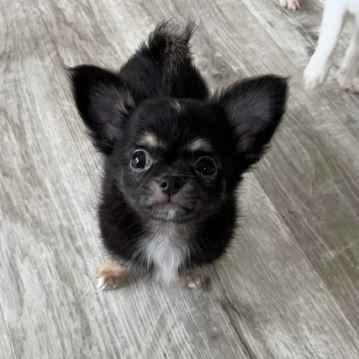 ID:2401-05803の子犬
