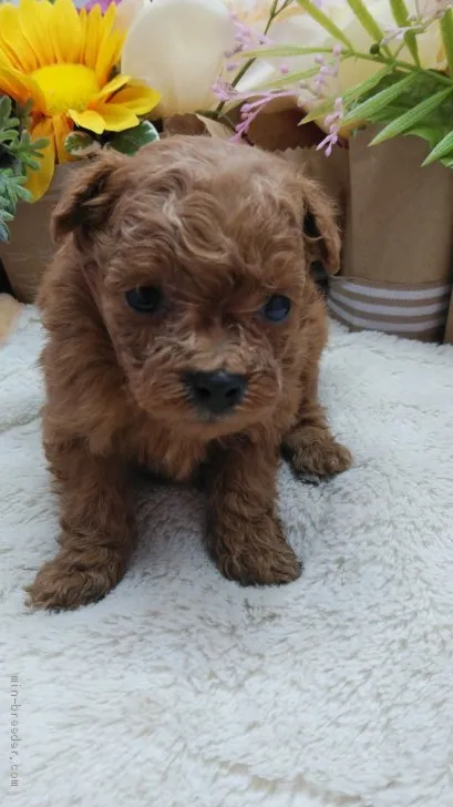 ID:2103-02561の子犬