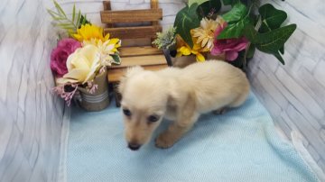 ミニチュアダックスフンド(ロング)【大阪府・男の子・2018年7月14日・イエロー】の写真「🐶イケメン王様 PRAクリアー🐶」