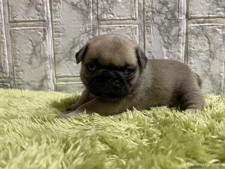 ハヤミン 様のお迎えした子犬