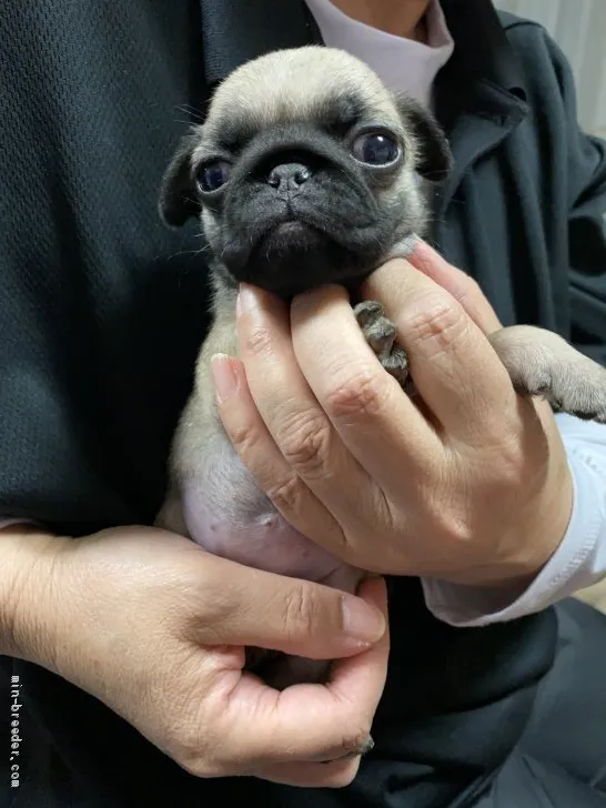 Y.Y 様のお迎えした子犬