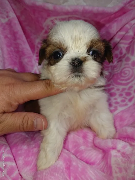 ID：1901-02182の子犬