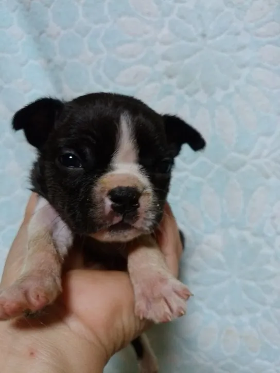 なつママ 様のお迎えした子犬