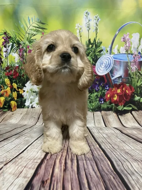 ID：2108-04297の子犬