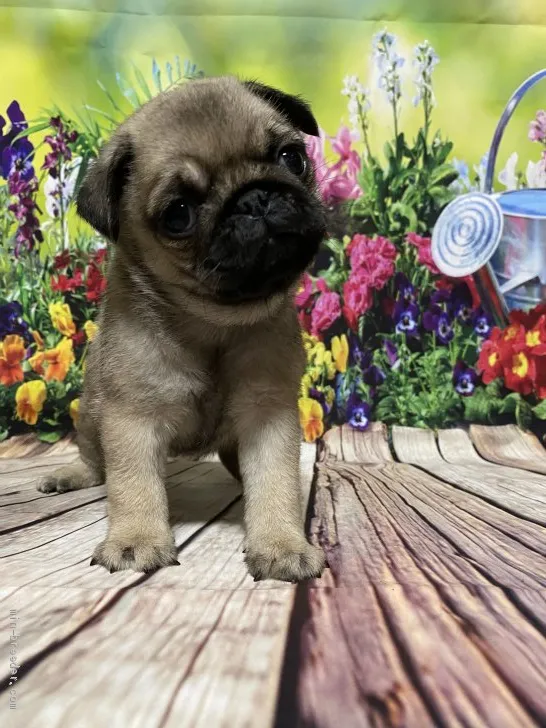 ID：2106-00630の子犬