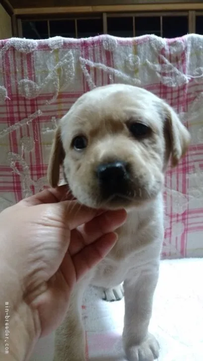 ID：1612-01807の子犬