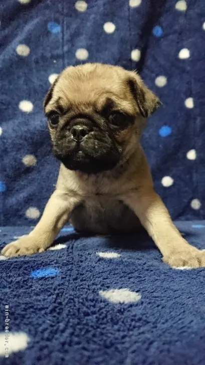 ID：1712-01216の子犬