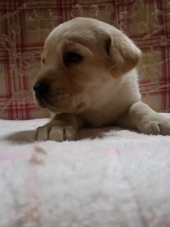 ID:1612-01803の子犬