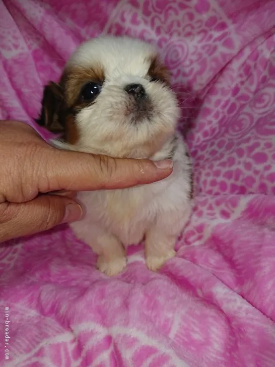 ID：1901-02181の子犬