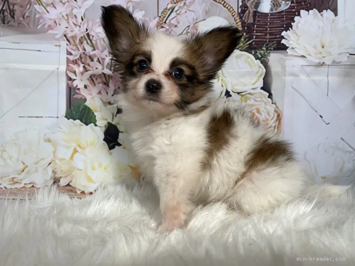 ID：2202-02703の子犬