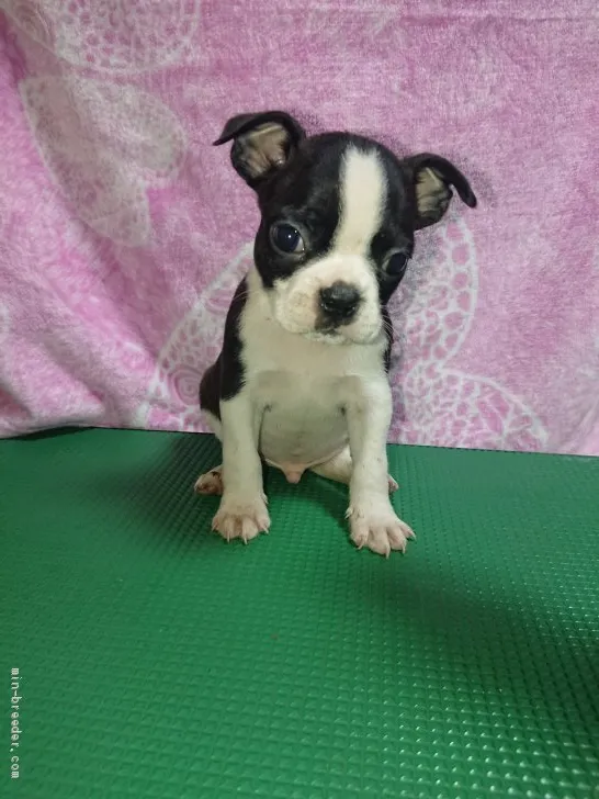 ID:1908-02989の子犬