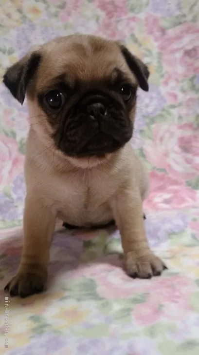 ID：1701-01864の子犬