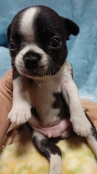 ID:1808-02376の子犬