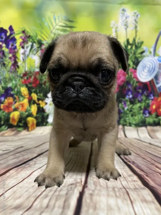 ID:2106-00629の子犬