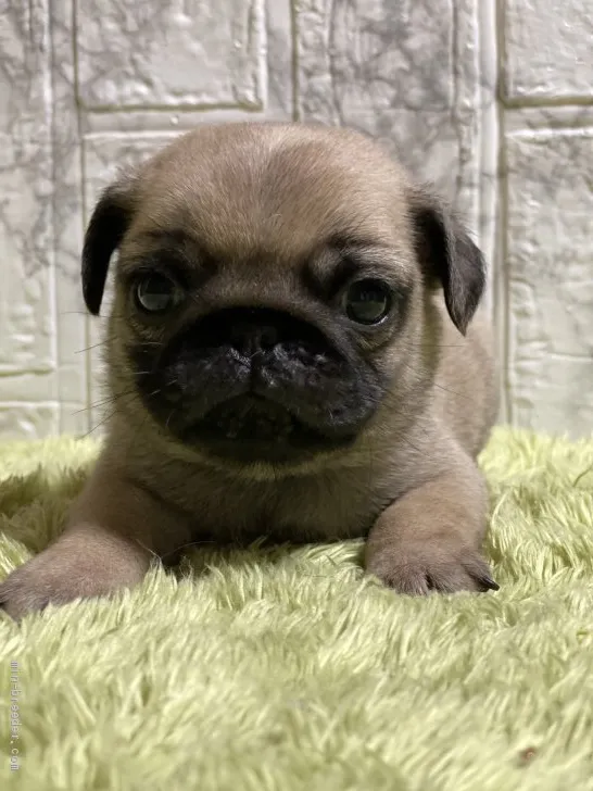 ID：2101-01624の子犬
