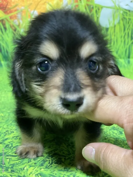 ID:2103-00490の子犬