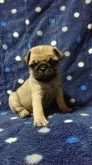 パグ【群馬県・女の子・2017年11月6日・フォーン】の写真4