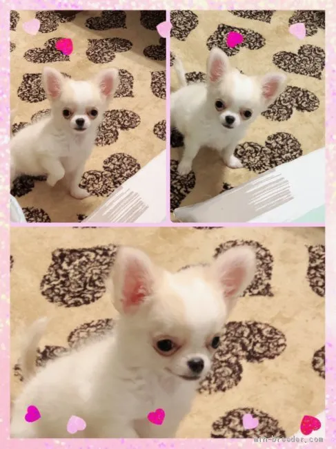 ID：1905-00736の子犬