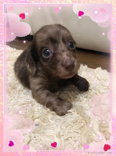 ID:2006-00845の子犬