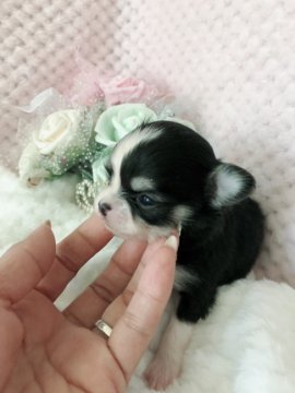 チワワ(ロング)【愛知県・女の子・2019年4月17日・ブラックタンホワイト】の写真「少し小ぶりな女の子です。」