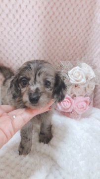 ミニチュアダックスフンド(ロング)【愛知県・女の子・2020年12月2日・シルバーソリッドダップル】の写真「珍しいダップルのソリッドです。」