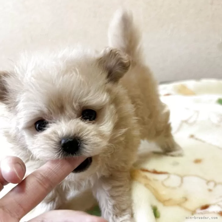 ID：2507-05601の子犬