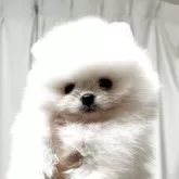 ポメラニアン
