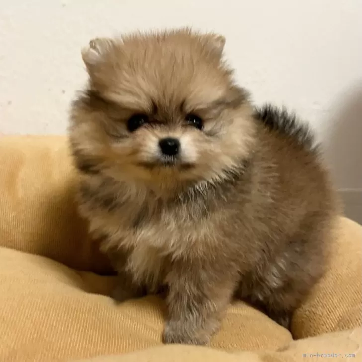 ID:2406-06435の子犬