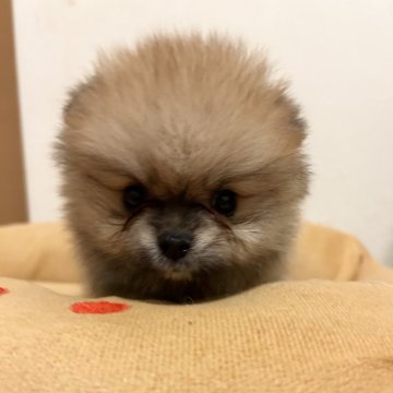 ポメラニアン【群馬県・男の子・2024年5月28日・オレンジ】の写真「コロコロとしたたぬき顔の可愛い男の子🎵」