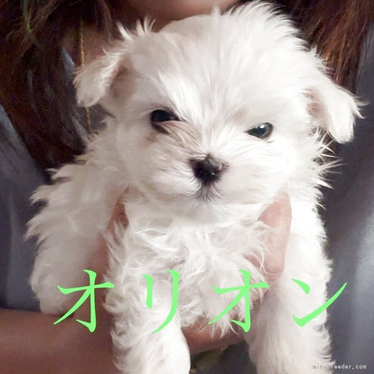 ブリーダー画像