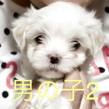 マルチーズ【神奈川県・男の子・2025年3月17日・ホワイト】の写真「良血統両親遺伝子検査クリアで安心。パパもママ可愛い」