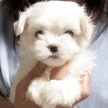 マルチーズ【神奈川県・男の子・2025年5月13日・ホワイト】の写真「大人になっても抜群の可愛いお顔。チャンピオン血統」