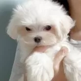 マルチーズ