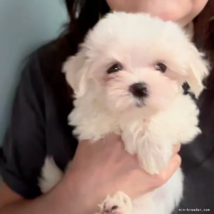 ID:2409-02171の子犬