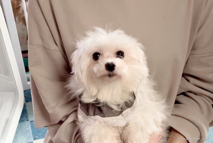 マルチーズ【・女の子・2019年6月20日・ホワイト】