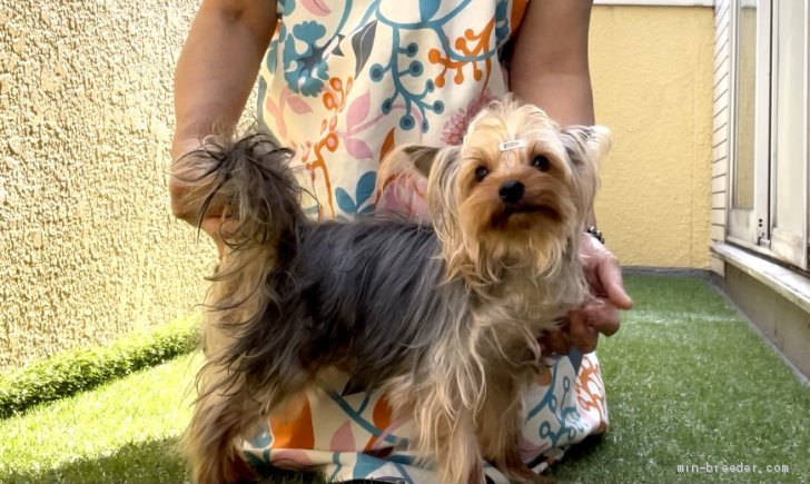 マルーキー パパ ヨーキーxママ マルチーズ 神奈川県 女の子 22年3月15日 ミックス 大きな瞳の可愛いカラーな女の子 みんなのブリーダー 子犬id 23 マルーキー パパ ヨーキーxママ マルチーズ 神奈川県 女の子 22年3月15日 ミックス 大きな瞳の可愛いカラーな女の子 みんなのブリーダー 子犬id 23