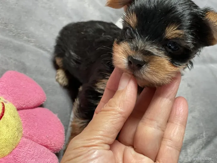 ID：2107-01538の子犬