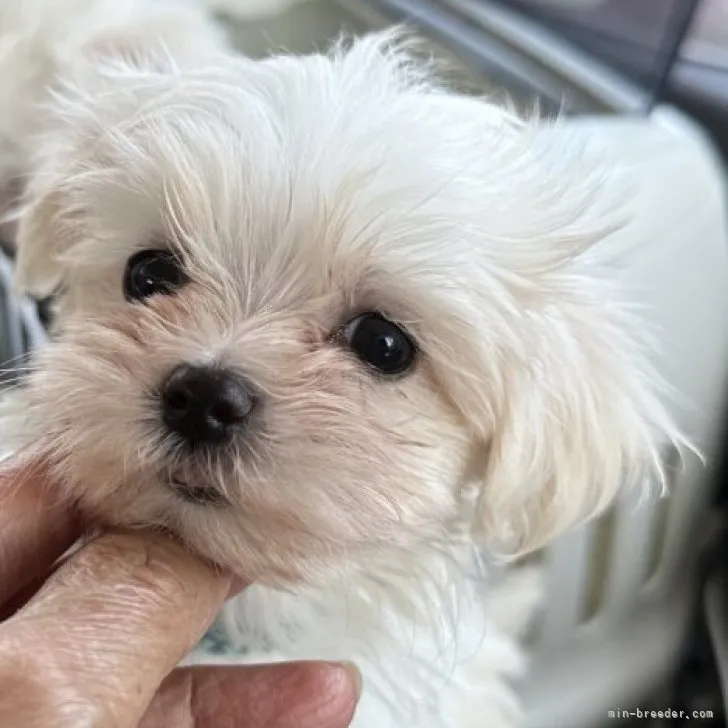 マルクパール 様のお迎えした子犬