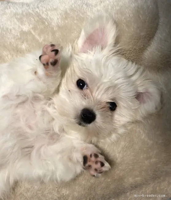 M.S 様のお迎えした子犬