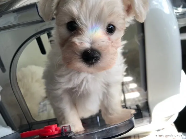 ID：1809-01658の子犬
