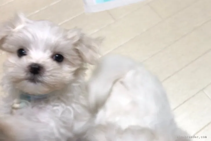 ゆき 様のお迎えした子犬