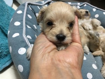 マルプー 父マルチーズ 母トイプードル【神奈川県・女の子・2017年8月14日・クリームアプリコット】の写真「小振マズル短く可愛く人懐っこい女の子です」