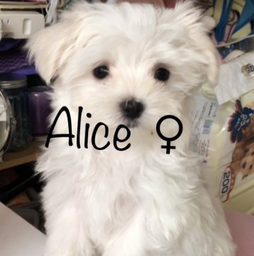 マルチーズ【神奈川県・女の子・2018年10月21日・ホワイト】の写真「パパはアメリカンCHママはJKCチャンピオン直子」