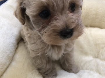 マルプー(ママがトイプードルパパはマルチーズ)【神奈川県・男の子・2018年3月8日・クリームっぽい色のおめめぱっちり美男子】の写真「お鼻真っ黒お目々はパッチリぬいぐるみみたい」