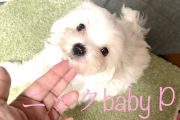 マルチーズ【神奈川県・男の子・2021年5月31日・ホワイト】の写真「良血統。ママはチャンピオン直子」