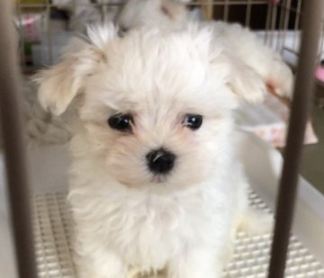 マルチーズ【神奈川県・女の子・2020年2月8日・ホワイト】の写真「ママはアメリカンチャンピオン直娘」