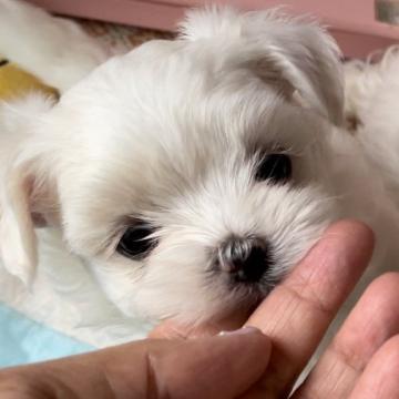 マルチーズ【神奈川県・女の子・2022年9月12日・ホワイト】の写真「ママはアメリカンチャンピオン直娘。パパ他犬舍良血統」