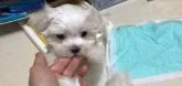 マルチーズ【神奈川県・男の子・2018年10月21日・ホワイト】の写真2